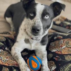 Male Australian Cattle Mix