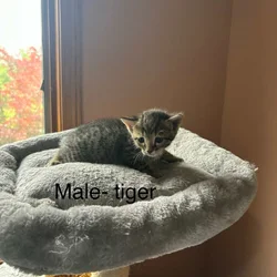 Bengal/russian blue mix