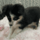 100% pure miniature Australian shepherds.