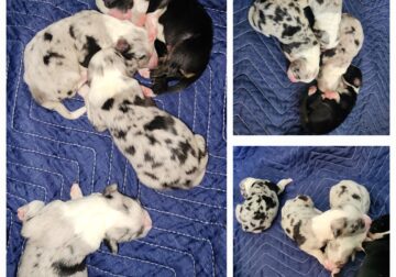 Australian shepherd pure breed