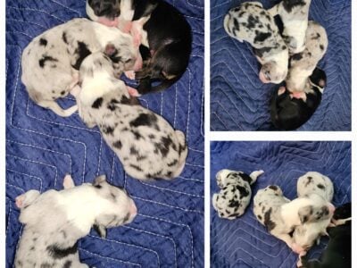 Australian shepherd pure breed