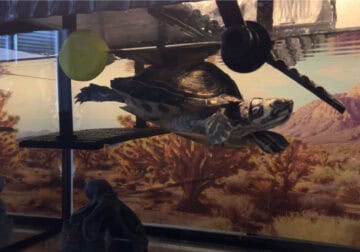 Yellow belly slider turtle (Tuga)