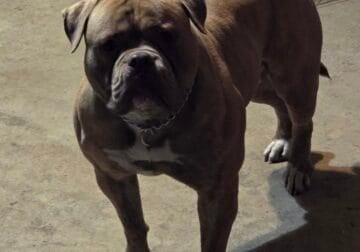 American bulldog pair