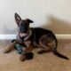German Shepard puppy