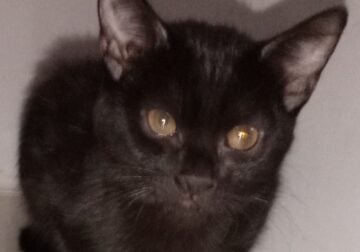 Male and female kittens siblings