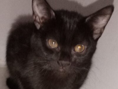 Male and female kittens siblings