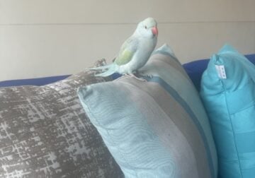 Indian Ringneck parrot