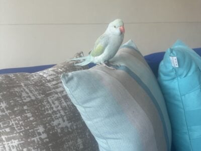 Indian Ringneck parrot