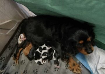 AKC Cavalier King Charles Spaniel puppies