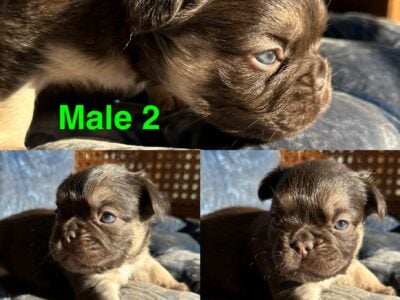 Frenchie “Fluffy” Bulldog – Male 2
