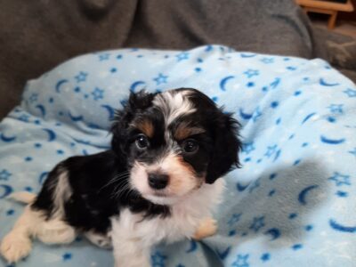Orange collar Cavapoo Puppy