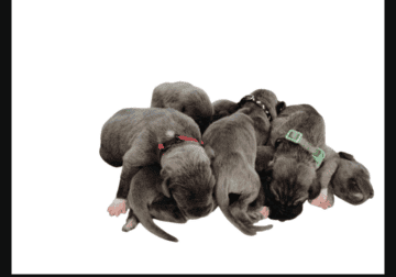 Great Dane puppies