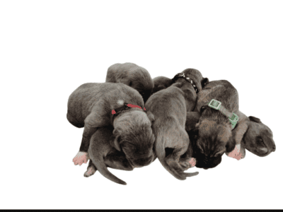 Great Dane puppies