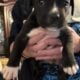American Bully Catahoula Leopard/Boxer Puppies