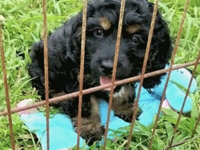 Cocker Spaniel / Poodle Mix