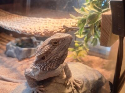 Bearded Dragon