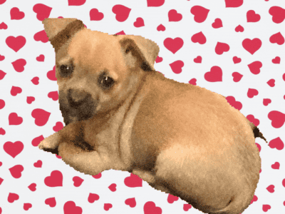 Kissy, Chihuahua female puppies