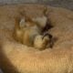 Free Shiba Inu