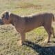 ABKC XL American Bully