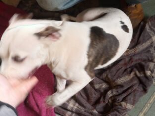 Puppy 2
