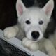 Husky puppy