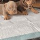English Bulldog puppys