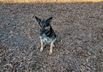 Frèe Dutch Shepard