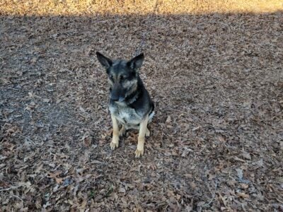 Frèe Dutch Shepard