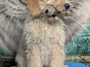 F1B Standard Goldendoodles