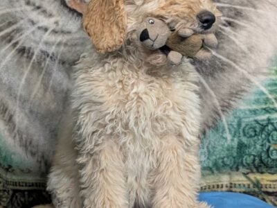 F1B Standard Goldendoodles