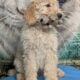 F1B Standard Goldendoodles
