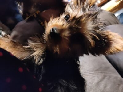 Yorkies