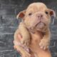 English Bulldog puppies Illinois