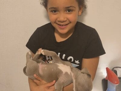 American pitbull/ staffordshire pitbull puppies