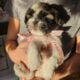 Ckc shih tzus