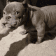 Micro American bully