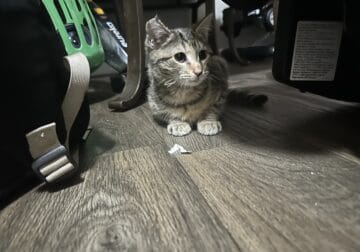 Female Kitten