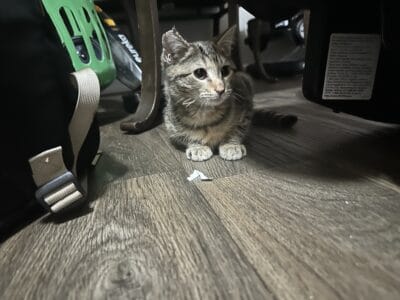 Female Kitten