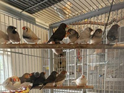 Finches Available