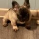 Fluffy and carrier French Bulldogs