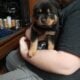 Puppy for sale