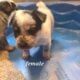 Australian cattle puppies