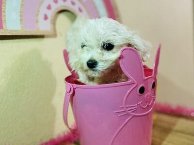 Female Maltipoo #1