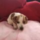 Dachshound 2 female and 2 males that are pieball