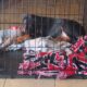 Doberman pincher puppy female 8 weeks