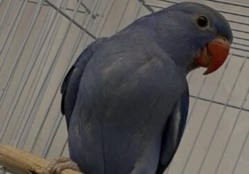 Beautiful Blue Indian Ringneck Parrot for Sale!