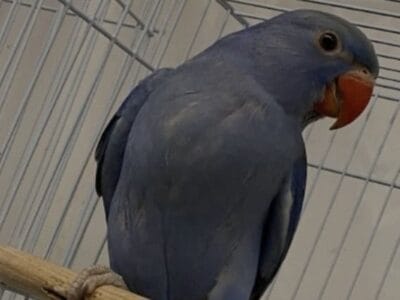 Beautiful Blue Indian Ringneck Parrot for Sale!