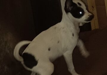 Cute Puppies for Adoption