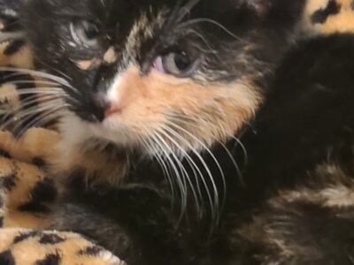 Torti lovers!