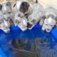 Blue Heeler Puppies